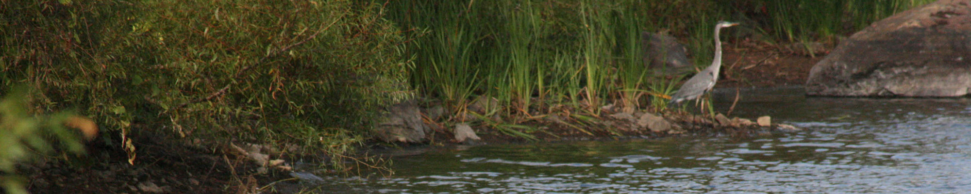 Water and a bird