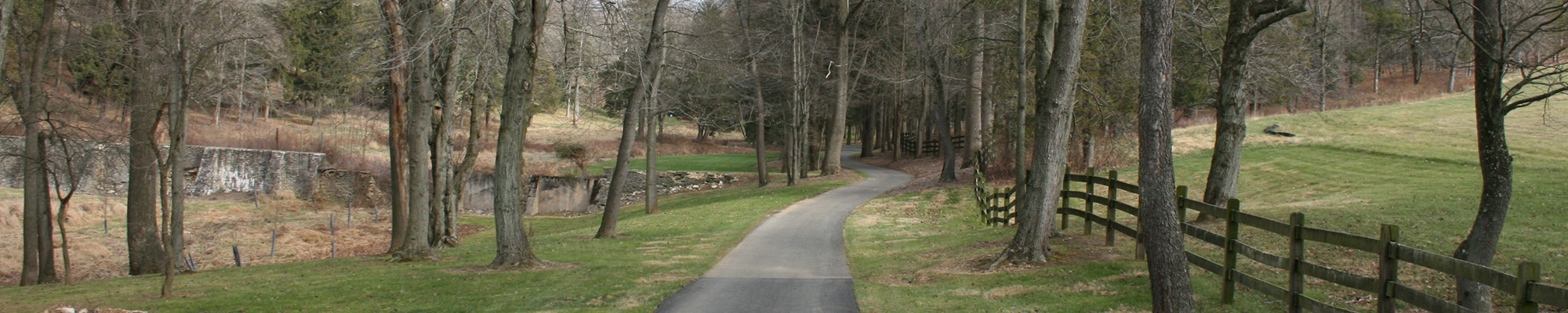 trail with trees