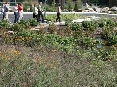 permaculture landscaping