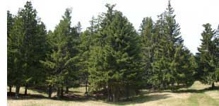 Trees