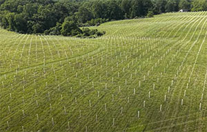 Peace Dale Preserve
