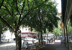 Trees in West Chester