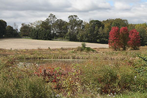 Farmland