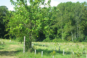 trees